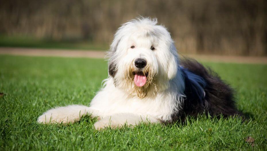 Owning an old english hot sale sheepdog